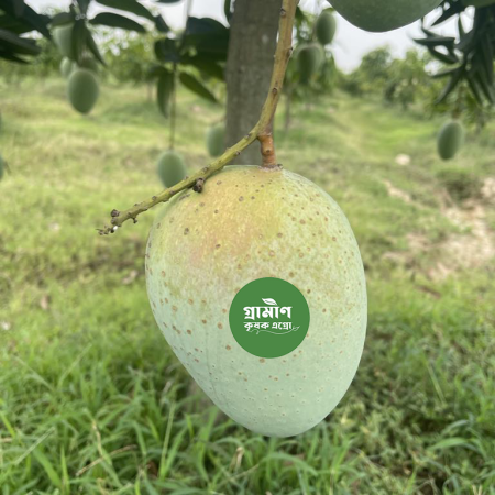 Grameen Krishok Agro’sExport Quality Gourmoti Mango