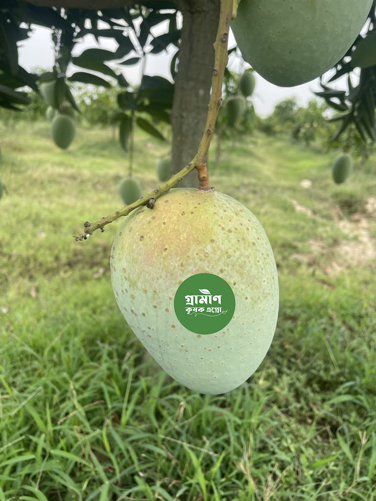 Grameen Krishok Agro’sExport Quality Gourmoti Mango