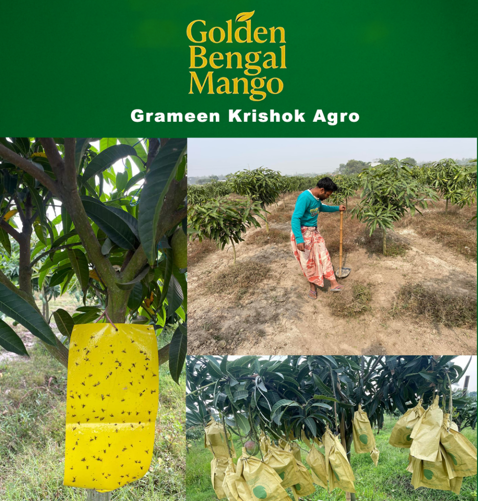 Best Gourmoti Mango in Bangladesh-gkAgro