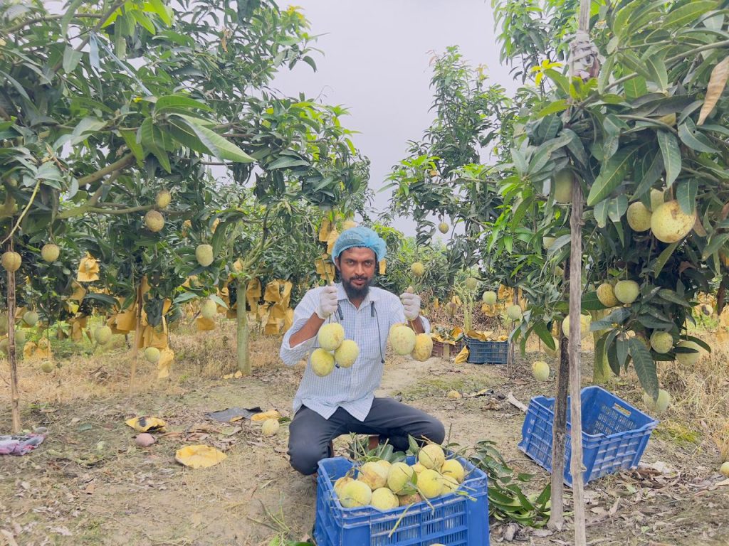 Gourmoti-Mango-grameen-krishok-agro